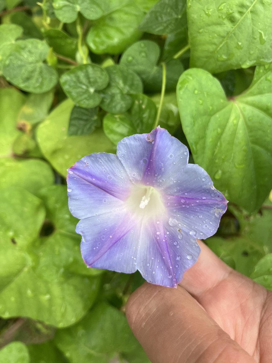 #朝活書写
おはようございます😊
今日の朝顔✨️