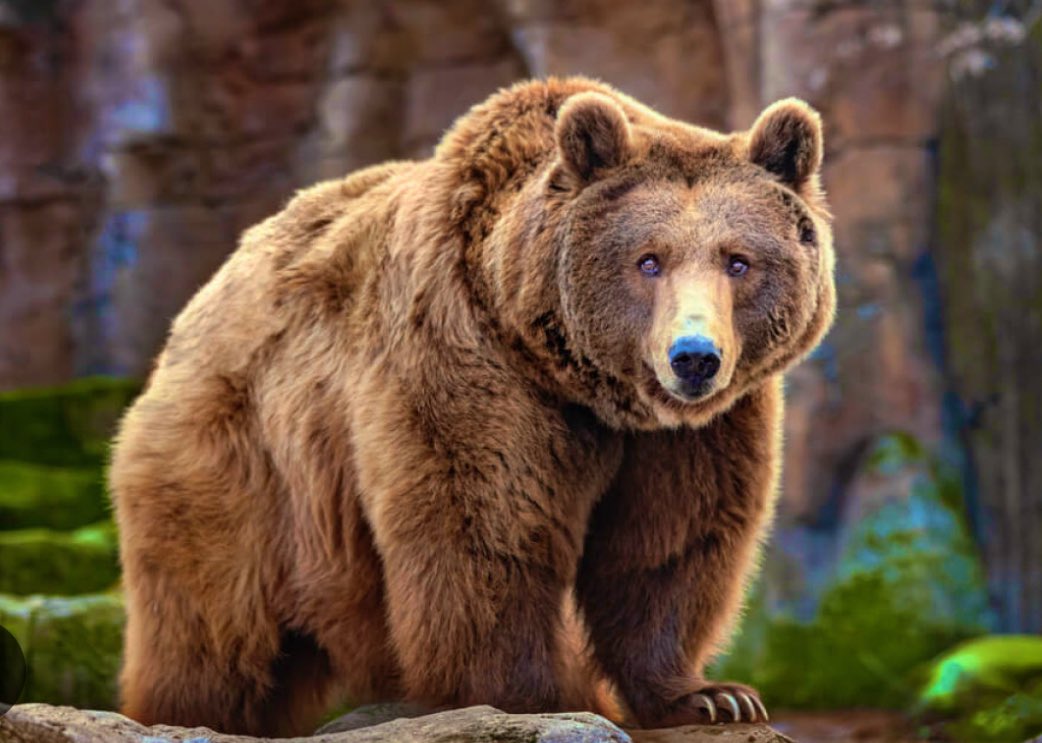 Ayı Neden Sevilir?

Ayı, insanın kolektif belleğinde hem korkunun hem de şefkatin simgesidir.

Belki de..
Gelin düşünelim? 

Onu sevmemizin nedeni, basitçe “sevimli” oluşu değil; ayının bizimle birlikte evrimleşmiş bir metafor oluşudur. Çünkü ayı, insanın doğa karşısındaki ilk