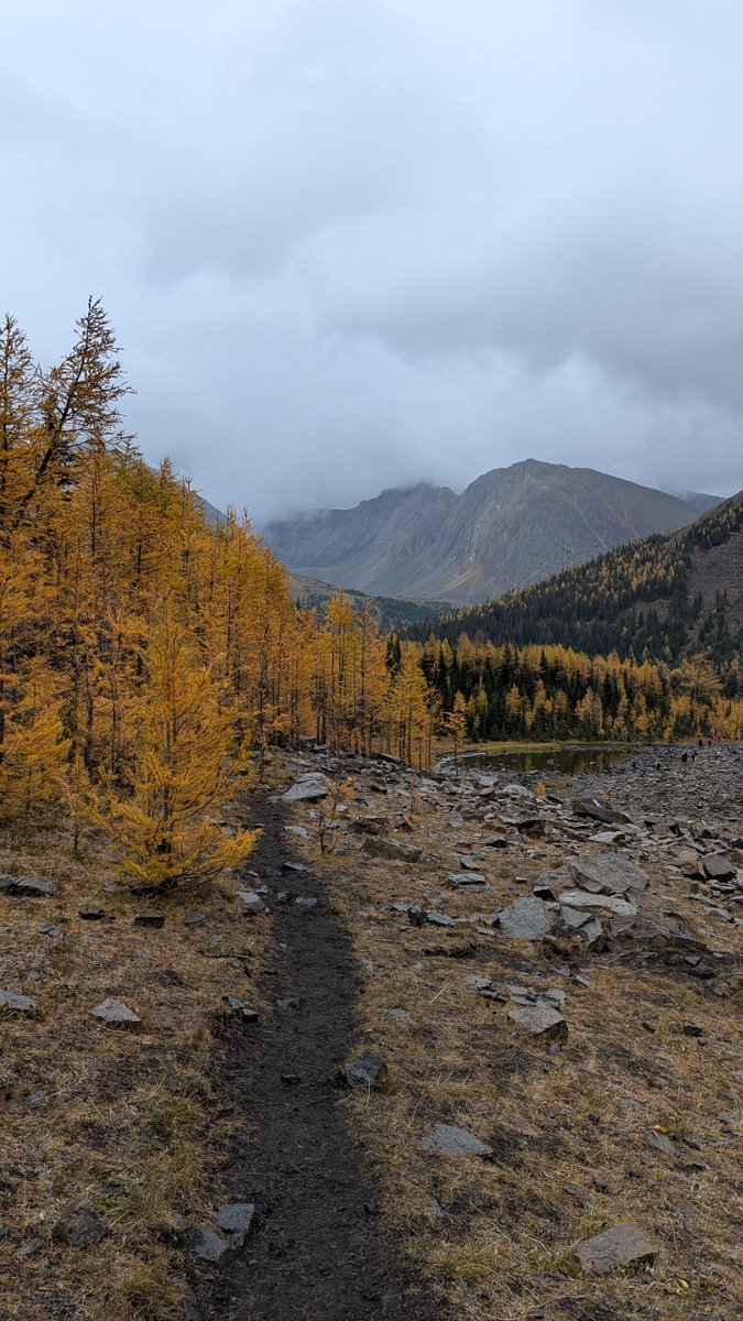 March to the Larch. 

Seeking the ephemeral golden larch trees in the small fall window Mother Nature provides... 

The mountain moodiness was next level this year. 

Kananaskis, Canadian Rockies

#nature #photography