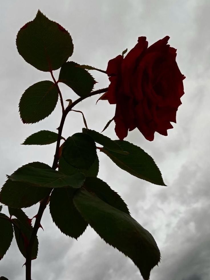 يحميك الله بطرق قد لا تدركها…

"قَالَ أَخْرَقْتَهَا لِتُغْرِقَ أَهْلَهَا"
قد تُثقب لك سفينة، لا لإغراقك، بل لإنقاذك من رحلة قد تؤذيك.
وقد تتعثر خطواتك، ليس لمنعك من الوصول، بل لحمايتك من طريق محفوف بالمخاطر.

الحمد لله الذي يدبر أمورنا بحكمة تفوق إدراكنا!🤎.