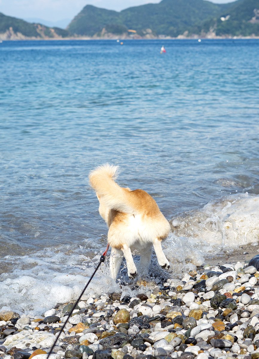 おはようさん
昨日inubot回覧板更新してます！ぜひぜひご覧ください🐕
波とあそぶ犬みて今日も一日なんとか