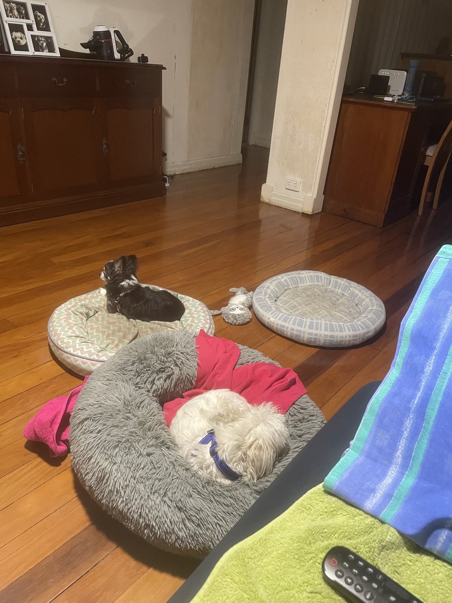 CathCath77's tweet image. Will watch that!  If they’re  anything like Dolly the #Chihuahua- thanking the Very Good Lord &amp;amp; the very lovely neighbour s-Mark who  helped me to get her back inside after 30 minutes of me walking calmly behind her-talking to her in my kindest voice.
#InsideDog now.  #FastDogs