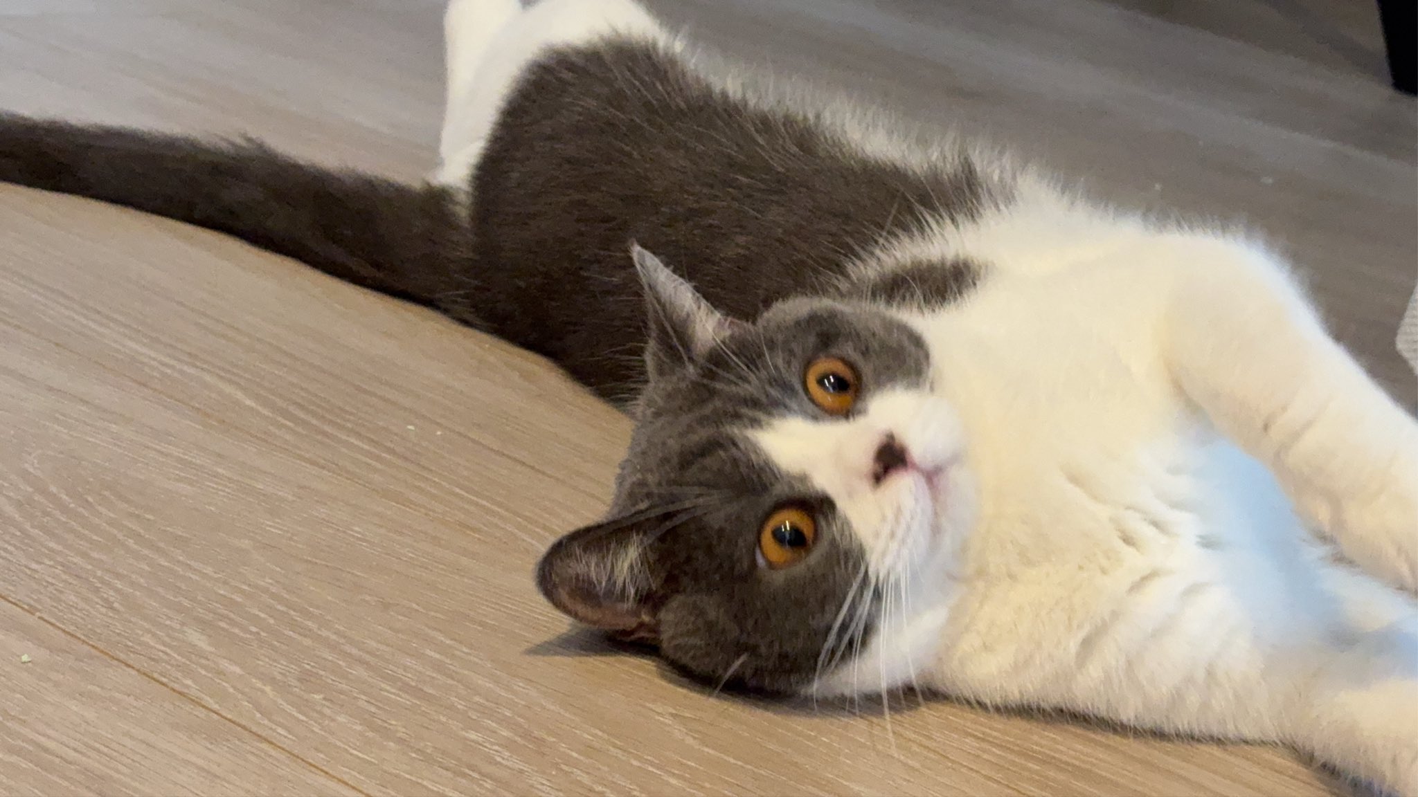 ☆ みみん　さま　専用　☆ 金鹿工具製作所 みまつ メタルカツト 右 250mm | 作業工具・作業