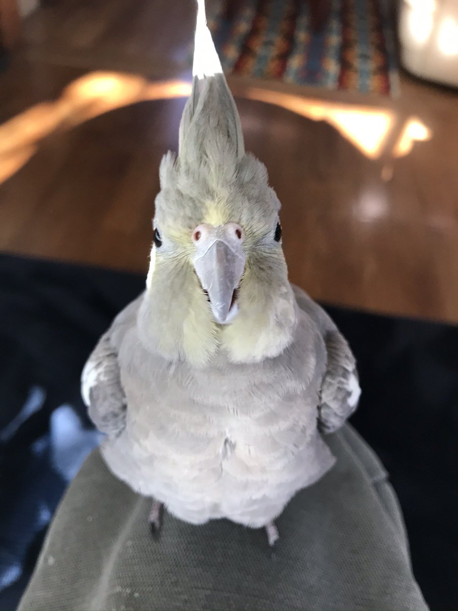 ピッピを迷子にしてから今日で一年四ヶ月。
お気に入りの写真。
笑っているように見える。
今ピッピが穏やかで幸せでありますように。

どなたかお世話をしてくださっている方はいらっしゃいませんか？

#八王子市片倉町 #オカメインコ迷子 #迷子拾ったら警察へ