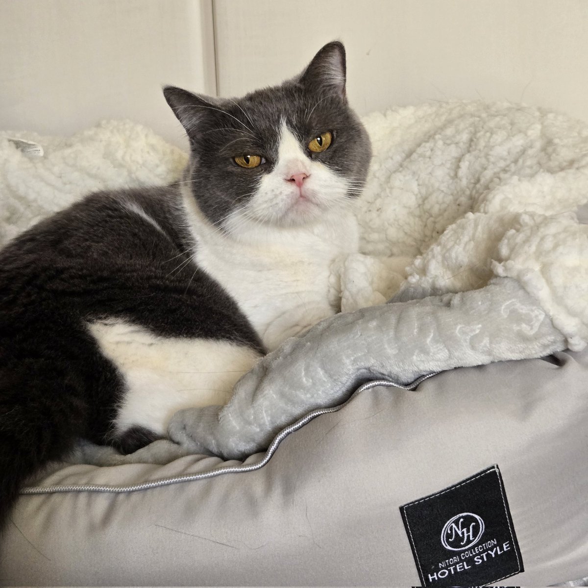 はちわれ NINJA ZX-25R PAD, 165X20X20 39156-2633-BC | KAWASAKI,ZX25R