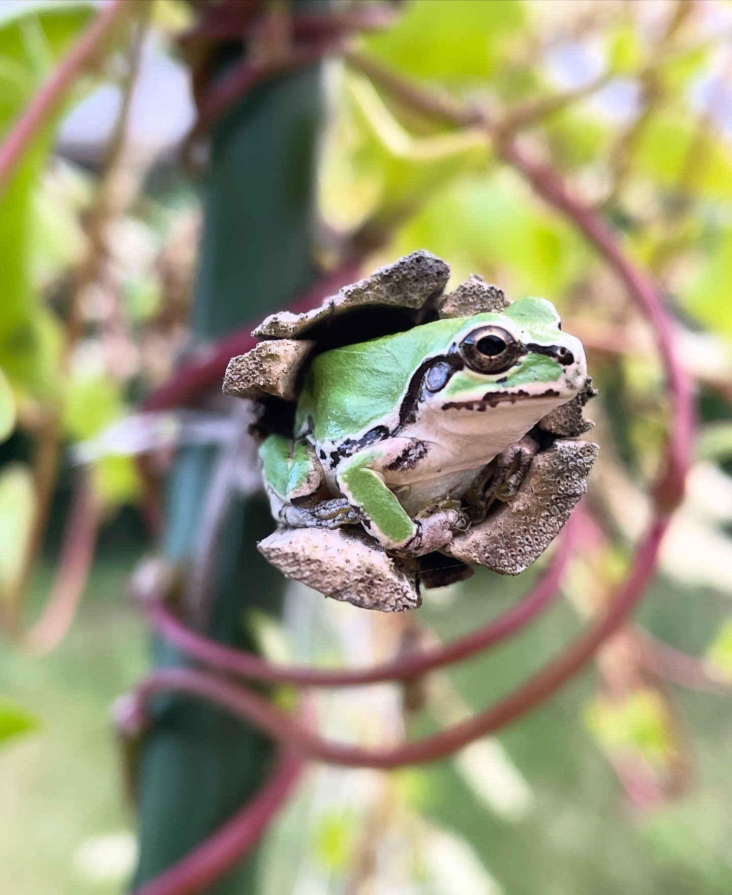 甲斐麻美(kaico) (@kaicomaru) / X
