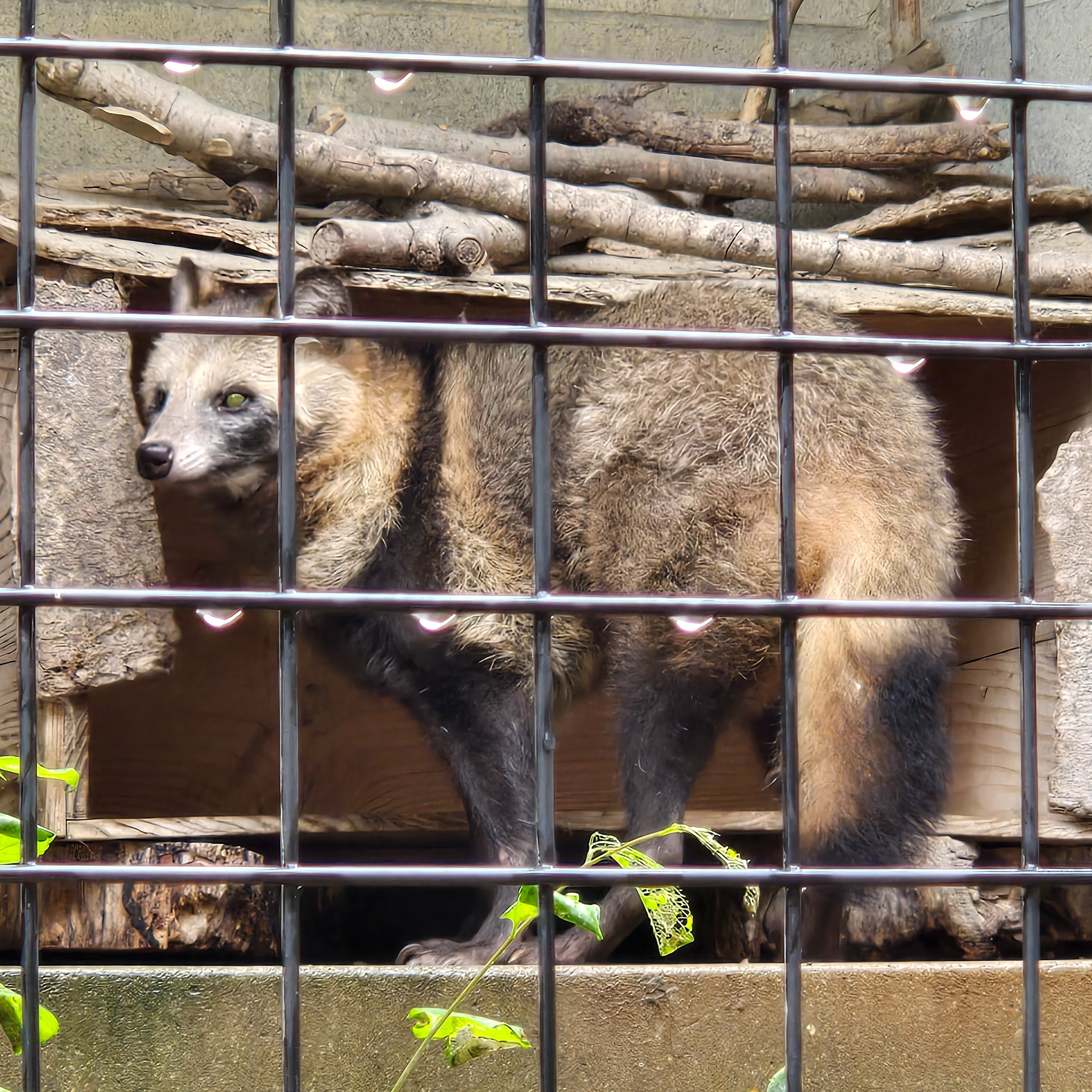 5点まとめ売り　たぬき ta-378 女子狸たぬき 22センチ｜信楽たぬき専門店/ネット