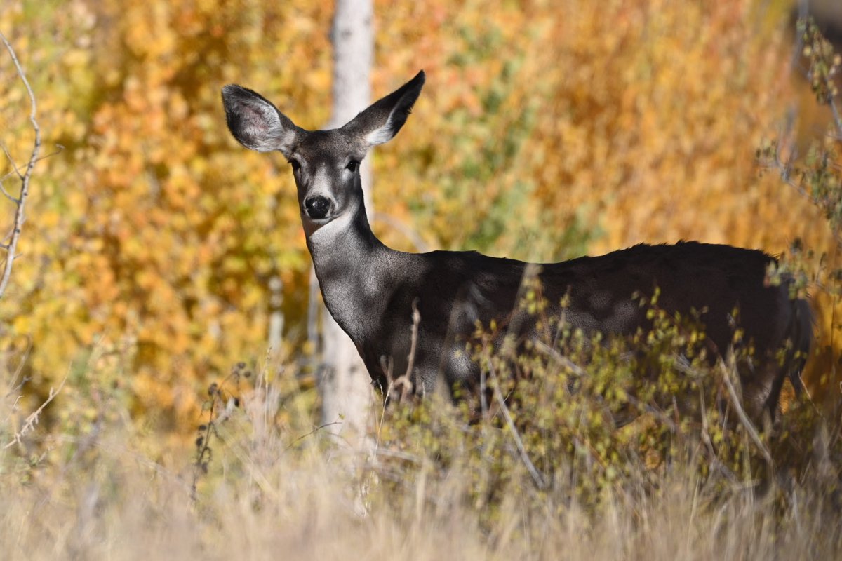 db_persoectives's tweet image. 