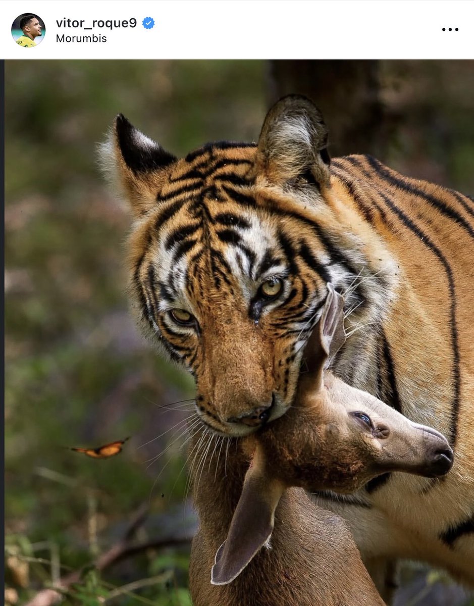 Joaquin Teixeira tweet media