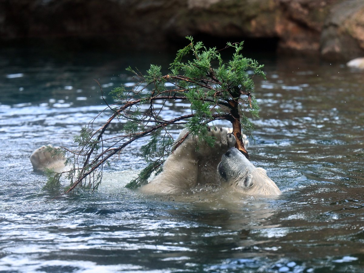 zooman_koichi's tweet image. それとも盆栽ですか？🤣
#ホッキョクグマ #ズーラシア #polarbear #ZOORASIA