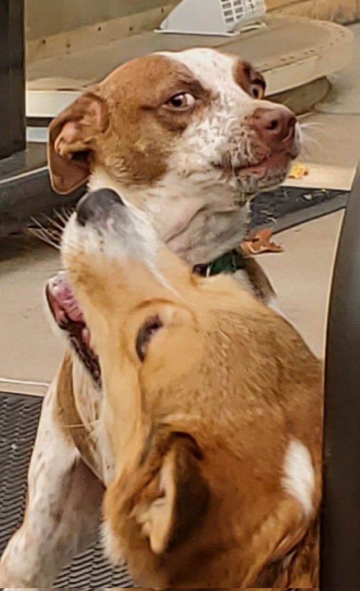 #AbbottAndCostello #humor #humour #nostalgia 
If Abbott and Costello were played by dogs...