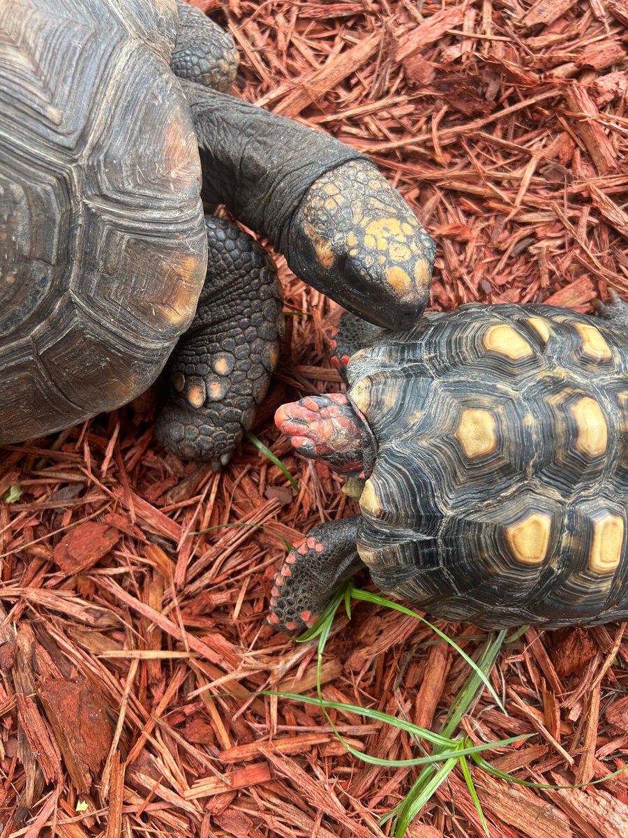 Darth and Delilah are soaking up the Florida sunshine! Our red-footed and yellow-footed tortoises love a good stroll and snack, and they’d be happy to meet you too. Come by for an Animal Encounter and spend some time with these friendly shell celebrities at Everglades Holiday