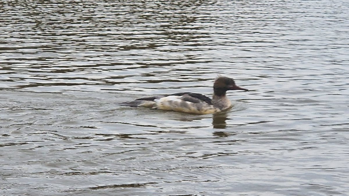 ๐ธ๐โจ๏ธ๐ป๐๐๐๐๐๐โจ๏ธ๐๐ธ เฌช(เนโขแดโขเน)เฌ โก๐ tweet media