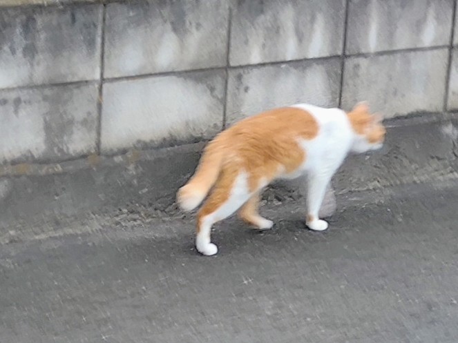 記録用
2025.904
さんぱ中のタマちゃん