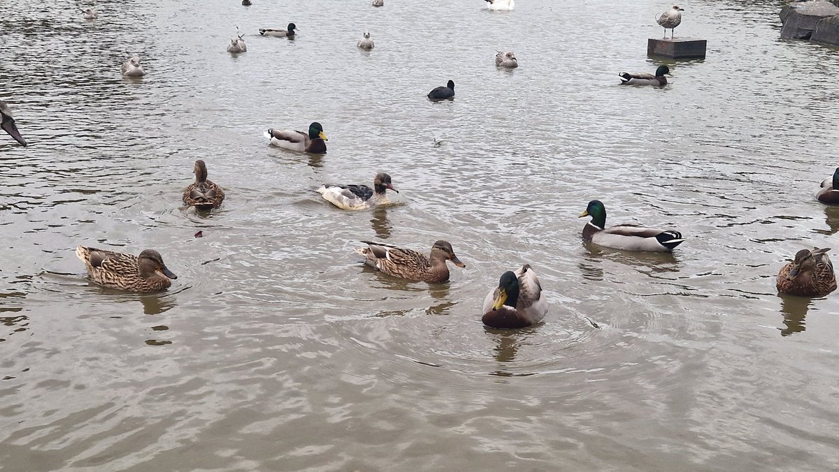 ๐ธ๐โจ๏ธ๐ป๐๐๐๐๐๐โจ๏ธ๐๐ธ เฌช(เนโขแดโขเน)เฌ โก๐ tweet media