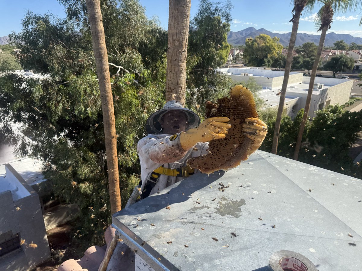 3 story bees in roofline. Nasty and big!
#bees #beeremovalphoenix #savethebees