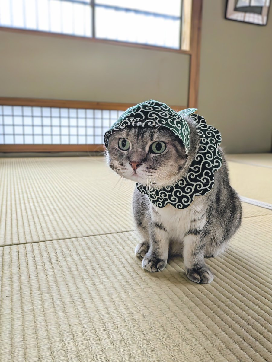 泥棒猫