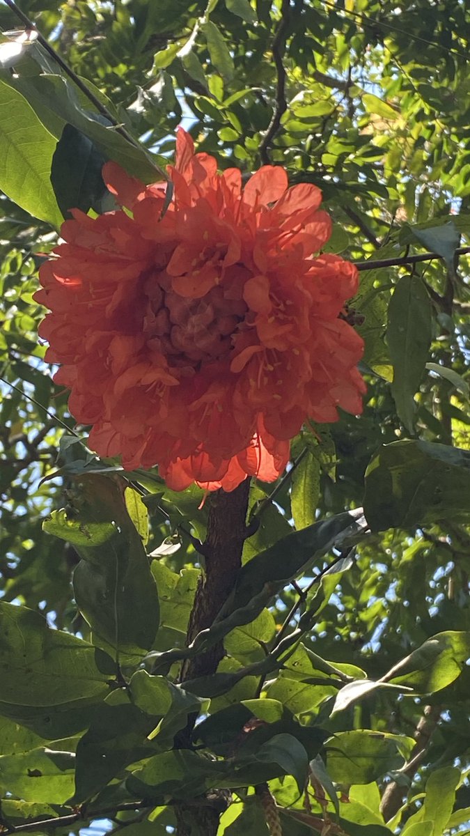 【業務連絡】
本日、クイーンズランドはパブリックホリデーなので、ほとんどの飲食店で15%ほどサーチャージ（追加料金）がかかります🍚
外食される方はご注意ください🍚
特に観光で来られてる方😼

なぜサーチャージ取るかというと、給料が2倍以上になるからでごわす💴