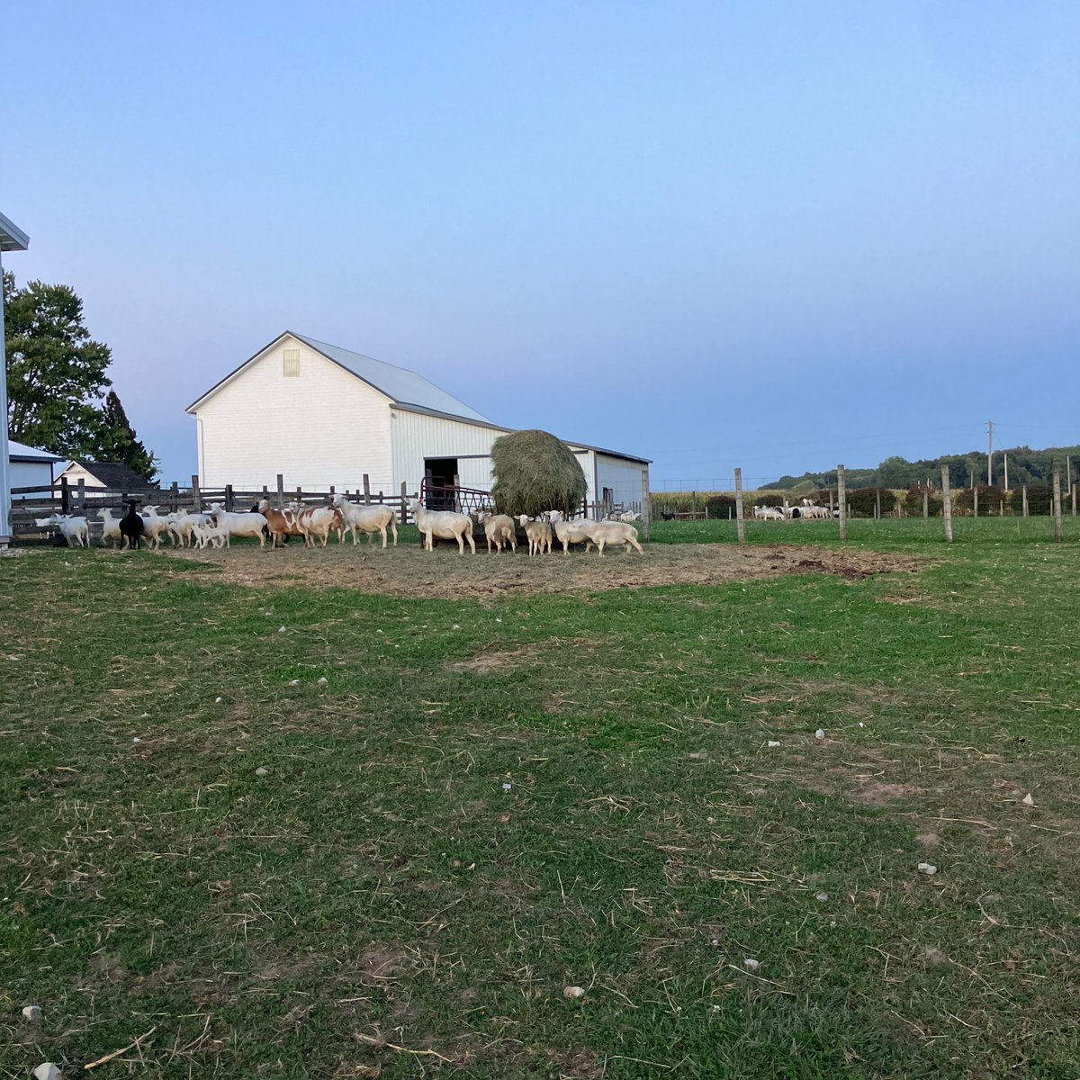 We r in fall lambing nice weather to