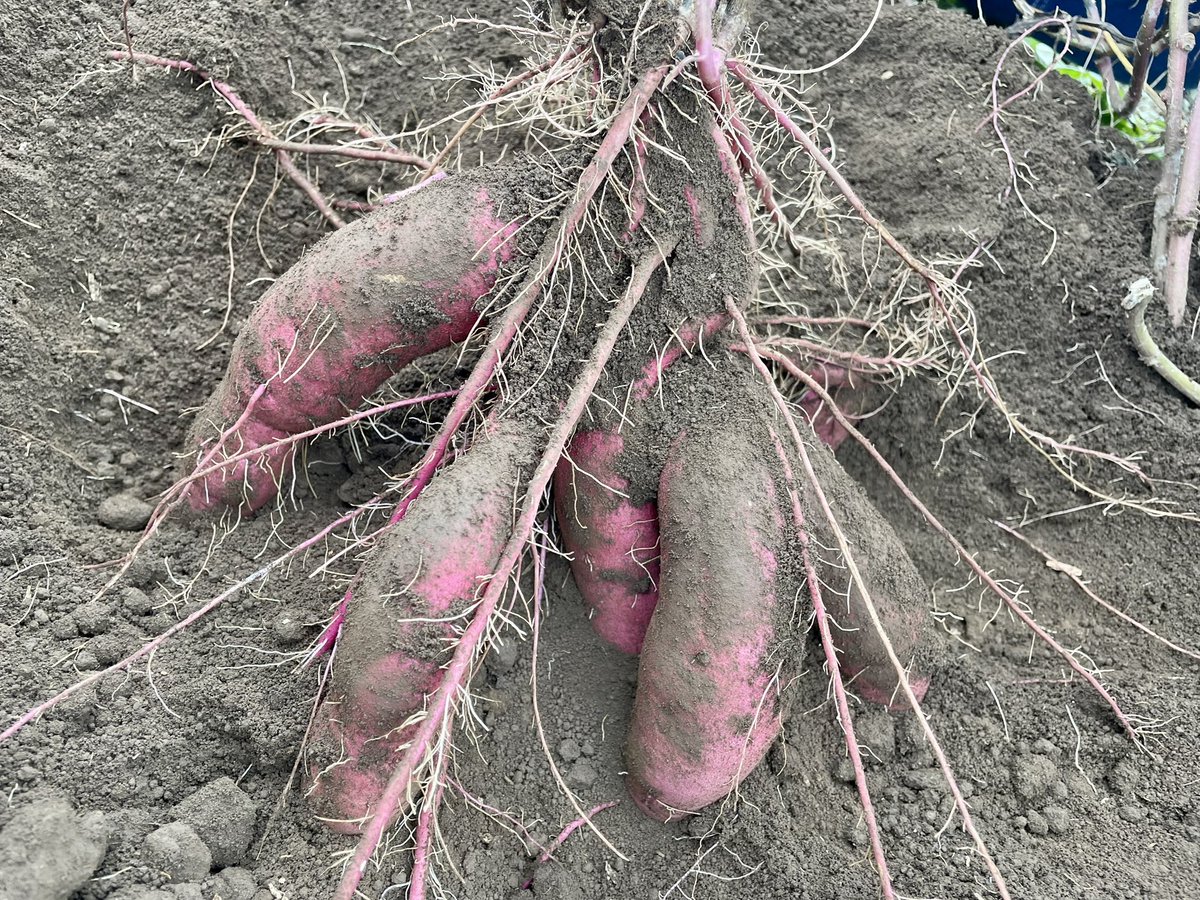 zpolice (@zpolice) / Posts / X