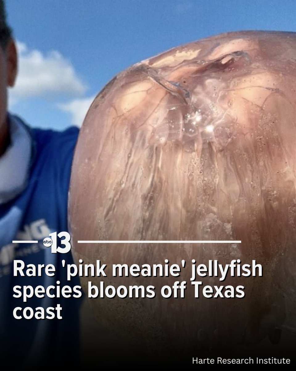 A rare and striking "pink meanie" jellyfish has been captivating tourists and locals along the Texas Gulf Coast for the past few weeks, with sightings reported from Port Aransas to Corpus Christi.

ktnv.com/science-and-te…