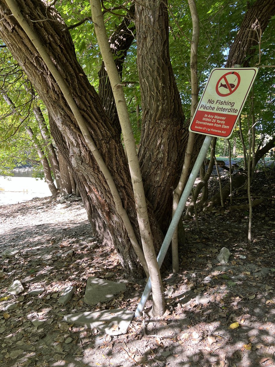 There needs to be enforcement so people do not fish within 25 yards down stream of the dams or weirs on the Humber River!  New signs are also needed.