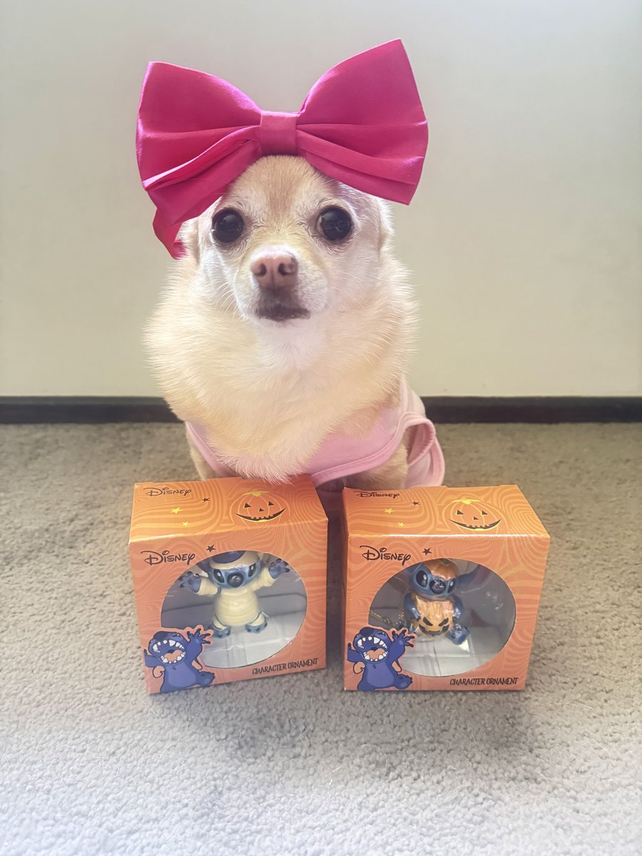 Pomchi_Puppy's tweet image. Mum went to the supermarket and found these newly released Halloween Sitch Ornaments 🐾

#tinkerbellthepomchi #pomchi #dogsoftwitter #dogsofx #tatertotsquad #stitch