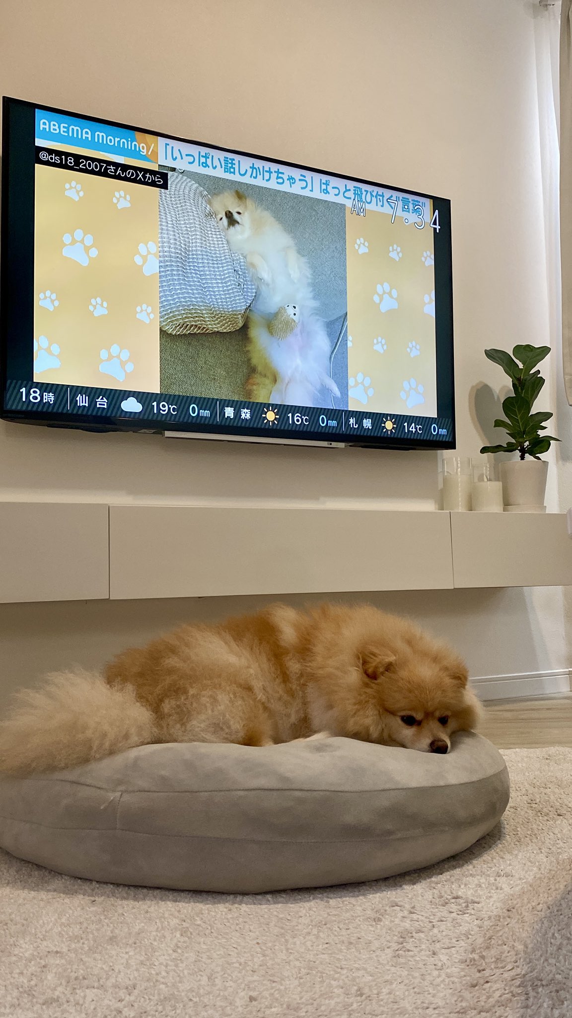 テレビ puppy ぱっちゃん on X: 