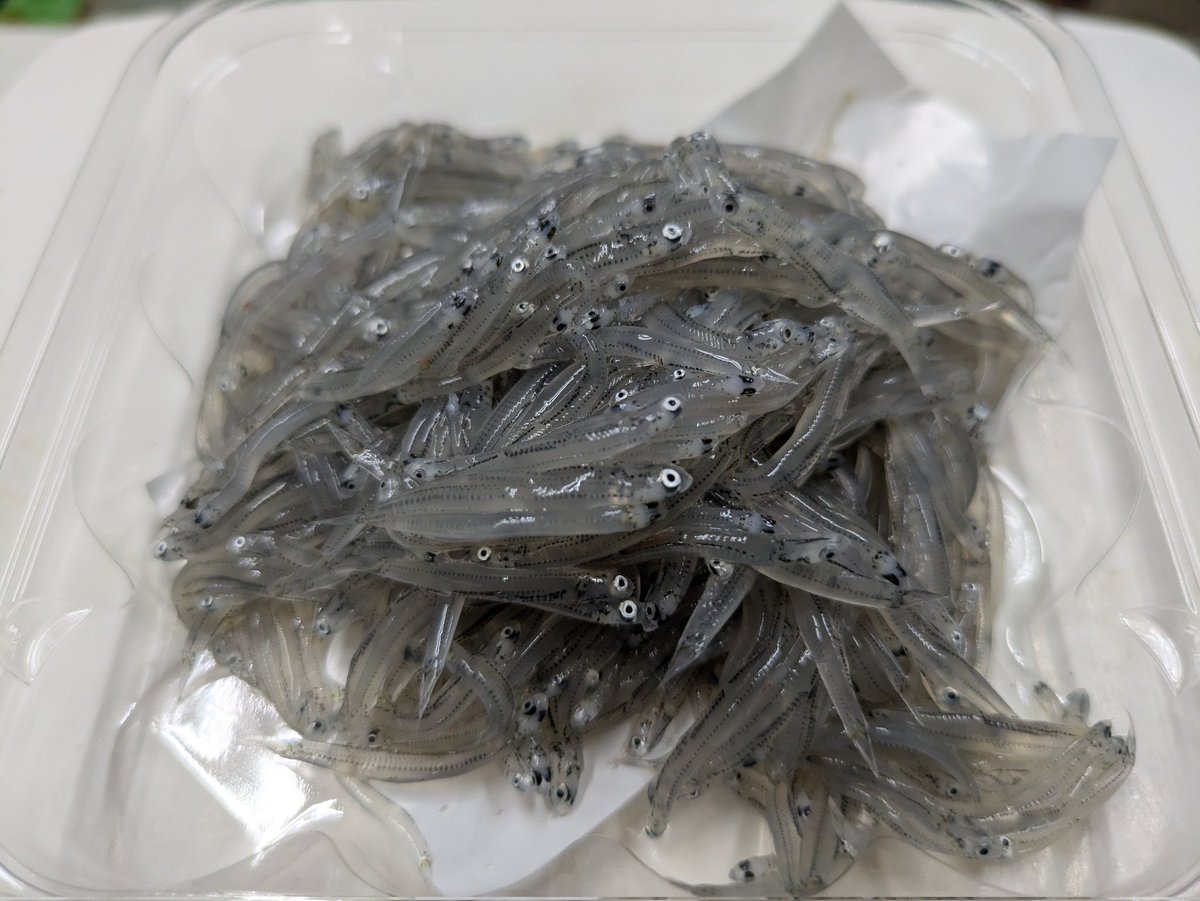 おしらす 生しらす 静岡県駿河湾産 100g×5袋 ※冷凍｜お取り寄せグルメ