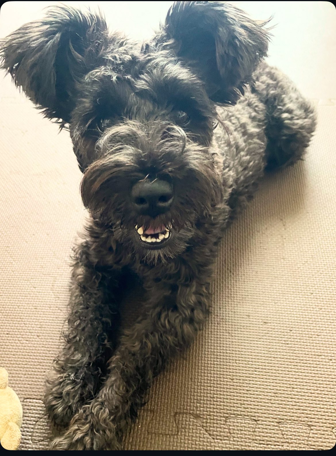 黒シュナももこさま専用 黒シュナももこさま専用 黒シュナももこさま専用 黒シュナももこ