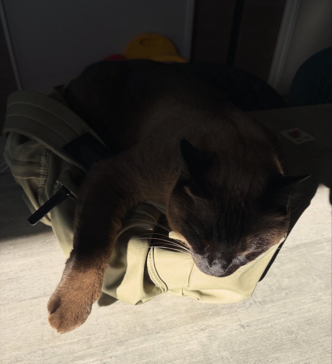 NEKOYUME_KOBO's tweet photo. 豊橋の猫専門ペットホテルN&amp;Y
本日も𝕆ℙ𝔼ℕしております

今朝ののあくんは
出勤用バッグに入って寝てました

#猫好きさんと繋がりたい #ねこのいる暮らし𓏲𓎨 #ねこ https://t.co/9nBVddKaV1