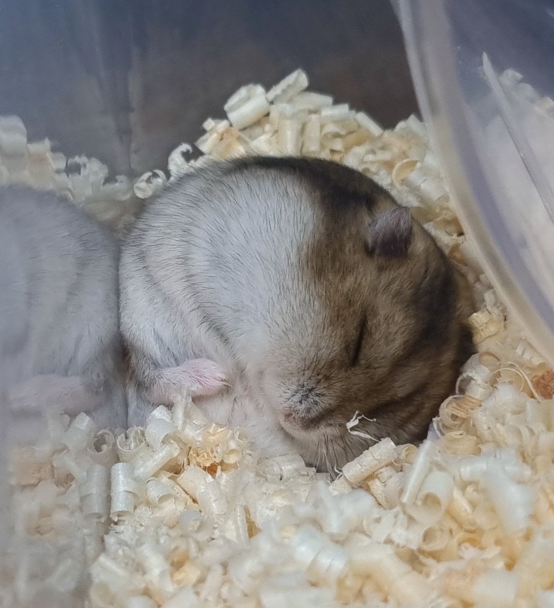 자는거 진짜 동그랗다