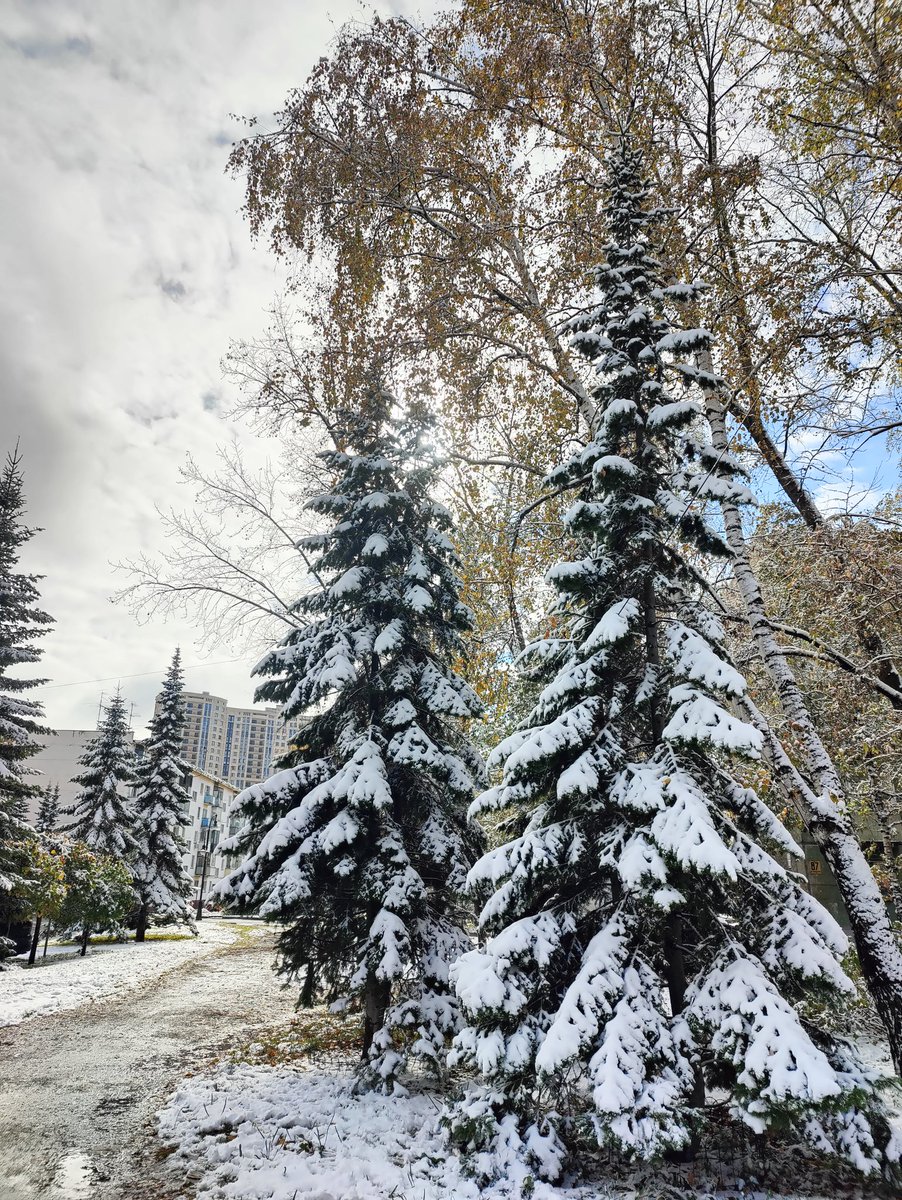fabula_felicita's tweet photo. Вчера была в Академе, но лес не видела, зато на прогулке с ребенком полюбовалась https://t.co/ia4oi62SuG