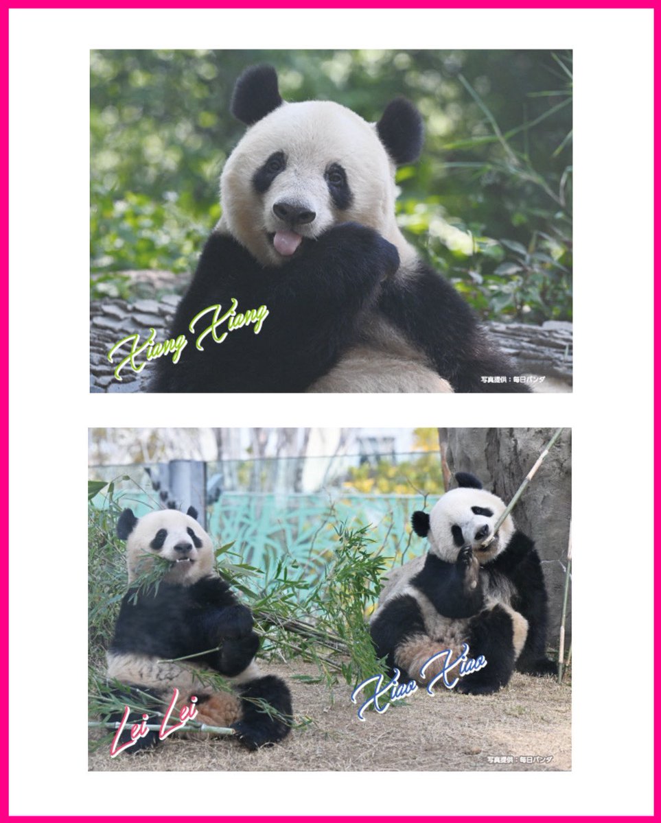 かわいいノベルティーが登場🐼】 10/8(水)→11/4(火)の期間、対象