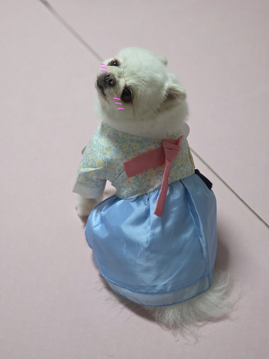 여러분 메리 #추석 ~~☆
옷은 최근 반려견주들 사이에서 핫했던 5천원짜리 #다이소 한복 ㅋㅋㅋ