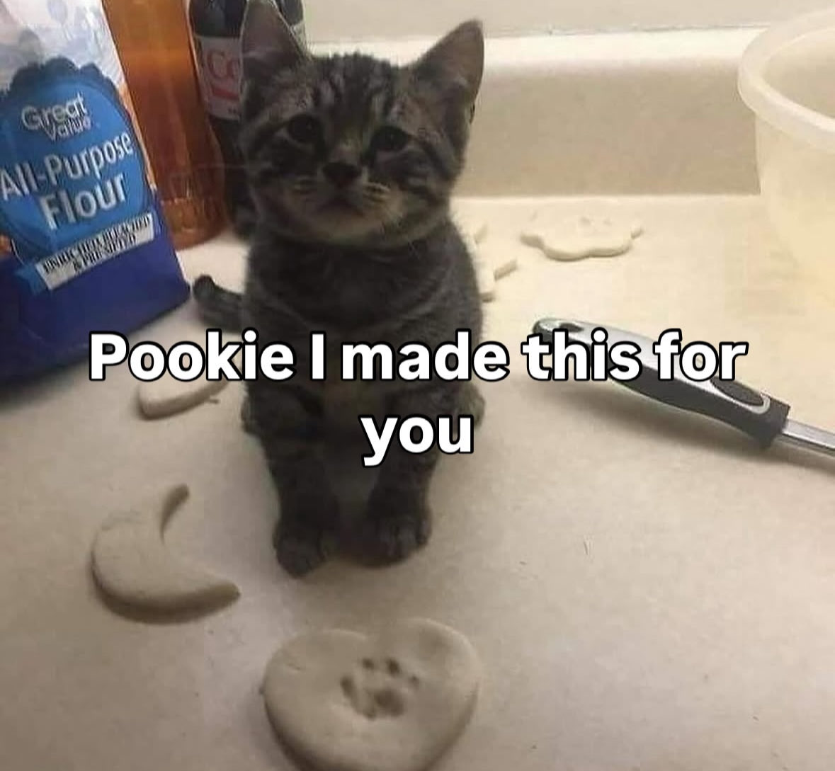 More Cats (@evenmorecats) on Twitter photo 