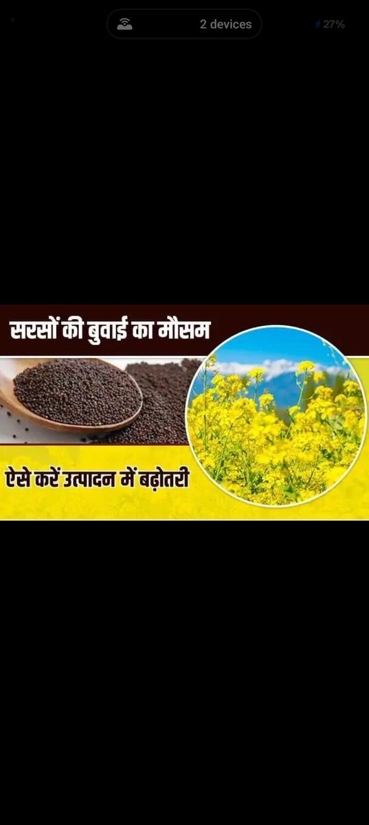 horticulture401's tweet photo. *🔸सरसों की बुवाई से जुड़ी महत्वपूर्ण बातें:🌱* 

1. *बीज का बीजोपचार*: सरसों की फसल को प्रारंभिक अवस्था से लेकर अंत तक कई रोगों और बीमारियों से बचाने के लिए बीजोपचार बहुत ही जरूरी है।

*बीजोपचार के लिए सिफारिशें:*

- *फफूंदनाशी दवा*: कार्बेंडाजिम 50% WP या Metalaxyl 8% + Mancozeb 64% का उपयोग करें, जो 3-4 ग्राम प्रति किलोग्राम बीज के हिसाब से प्रभावी है। यह तना गलन (सफेद रोली रोग) से बचाती है।
- *कीटनाशक*: इमिडाक्लोरपीड 17.5 SL का उपयोग करें, जो 5 मिली/किलोग्राम बीज की दर से प्रभावी है।

2. *उर्वरकों का चयन*: DAP की जगह SSP (सिंगल सुपर फॉस्फेट) का उपयोग करना बेहतर हो सकता है, क्योंकि इसमें फॉस्फोरस के साथ-साथ सल्फर भी होता है, जो पौधों के लिए फायदेमंद है।

*इन सिफारिशों का पालन करके, आप अपनी सरसों की फसल को स्वस्थ और उत्पादक बना सकते हैं।*