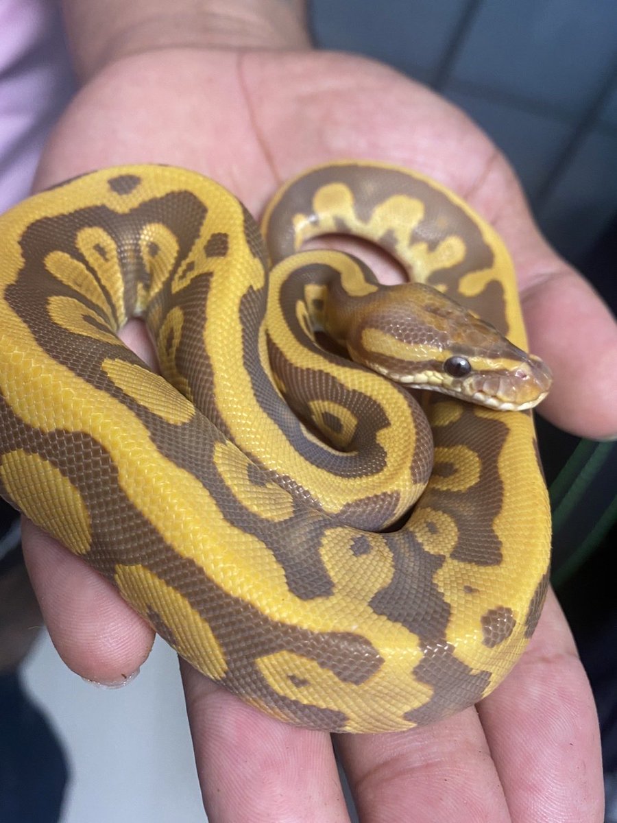 Pine_BallPython's tweet image. 念é¡ã®ã¡ã«ðâš
çŸããã坿ããäžçèŠãŠãããð¥º
ã©ããªæ¹åã«é²ãããã£ã¡ãè¿·ãð¥º
0.1 ã¬ãªããŒããŠã«ãã©ã¡ã«hetãã€50hetãŽãŒã¹ã