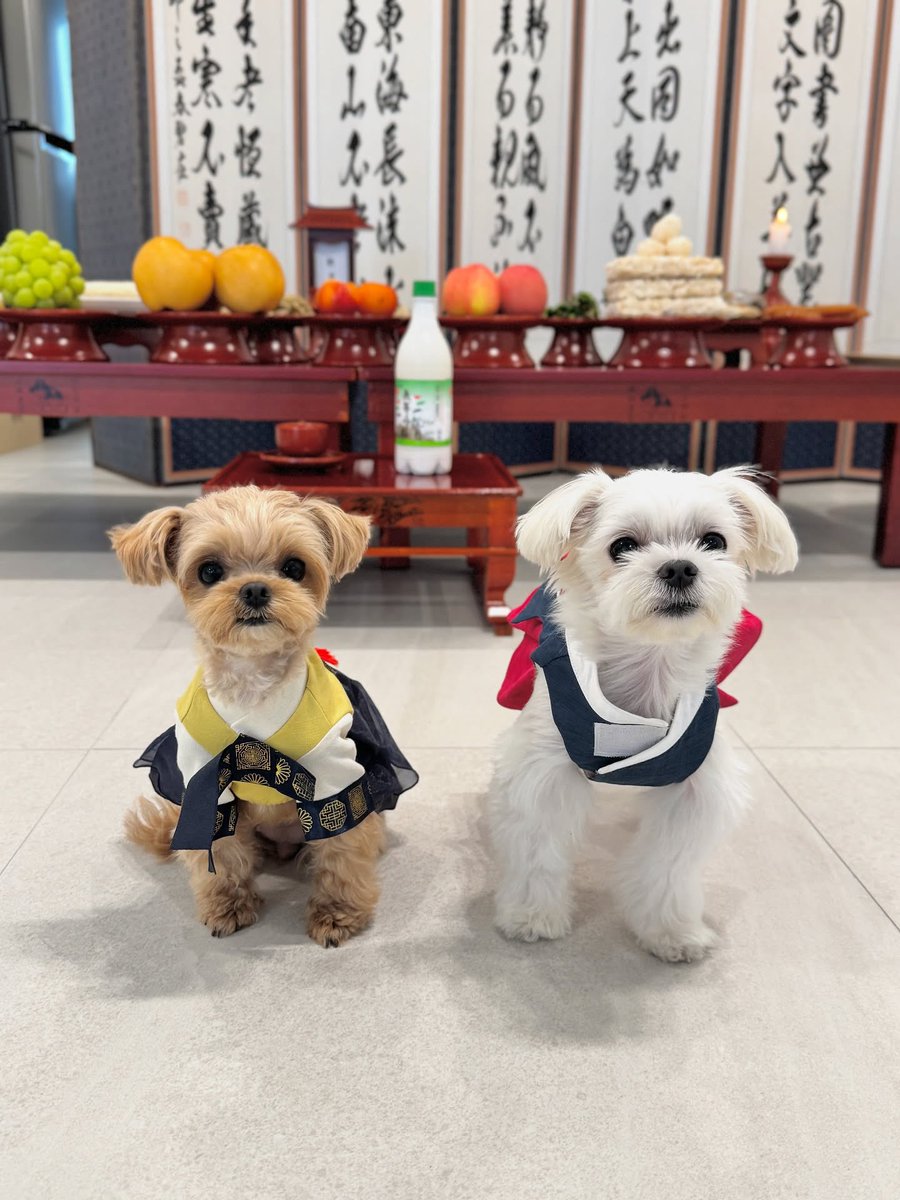 ssungchan_th's tweet image. 251006 | daldal_princess_ Instagram Update

🎑
ขอให้เทศกาลชูซอกนี้เต็มไปด้วยความสมบูรณ์~~ อาหารอร่อย ๆ ล้นโต๊ะ~~ และหัวใจเต็มเปี่ยมไปด้วยความสุข!!

ดัลดัลและคยออุลขออธิษฐานต่อบรรพบุรุษให้พรทุกท่านมีแต่สิ่งดี ๆ เข้ามานะคะ 🙏

น้องคยออุล (น้องหมาที่บ้านซองชาน)…