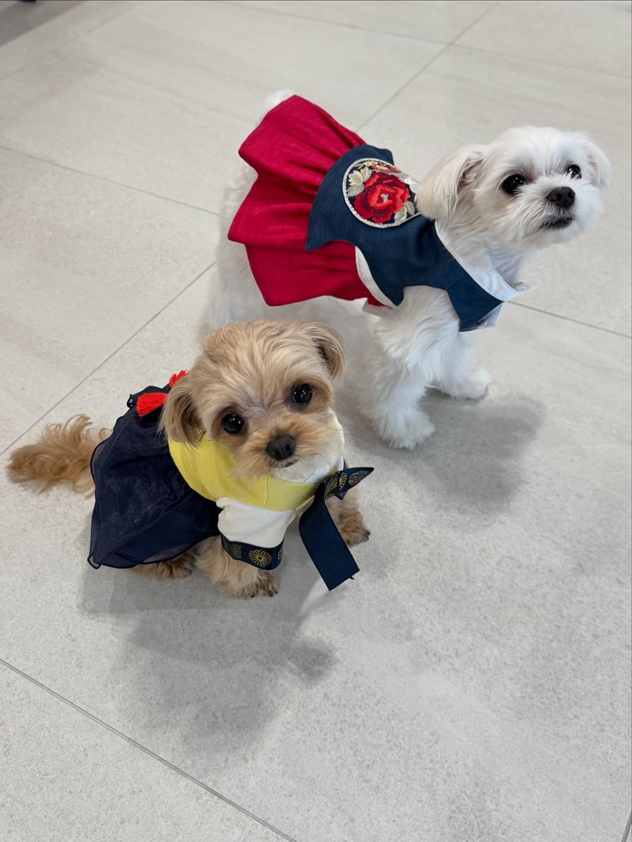 ssungchan_th's tweet image. 251006 | daldal_princess_ Instagram Update

🎑
ขอให้เทศกาลชูซอกนี้เต็มไปด้วยความสมบูรณ์~~ อาหารอร่อย ๆ ล้นโต๊ะ~~ และหัวใจเต็มเปี่ยมไปด้วยความสุข!!

ดัลดัลและคยออุลขออธิษฐานต่อบรรพบุรุษให้พรทุกท่านมีแต่สิ่งดี ๆ เข้ามานะคะ 🙏

น้องคยออุล (น้องหมาที่บ้านซองชาน)…