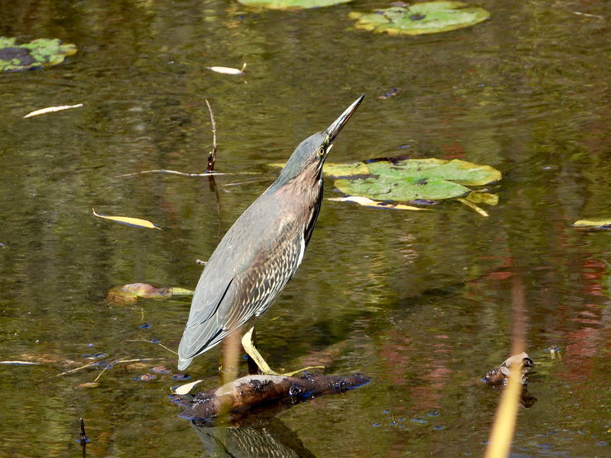 It was a whopping 34° celsius this afternoon 🥵 Definitely not seasonal weather but we will take it 😜 

Perfect afternoon for a walk at Mud Lake 🫠 Saw several kinds of Herons and Wood Ducks 🦆