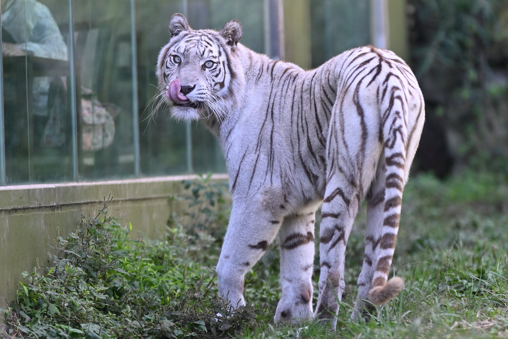 uber_tiger～トラネコとライオンネコ～ on X: 