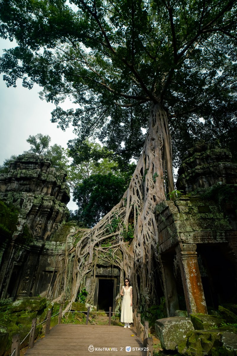 TravelKilo94308's tweet photo. ស្លែព៌ណខៀវដុះពាស់ពេញថ្មប្រាសាទតាព្រហ្ម បង្កើតបានជាទស្សនីយភាពមួយដ៏ស្រស់ស្អាតនារដូវបៃតង​📷📷​។
ផលិតដោយ៖ #KiloTRAVEL
#taprohmtemple #GreenSeason #SiemReap https://t.co/x93HuGkH8i