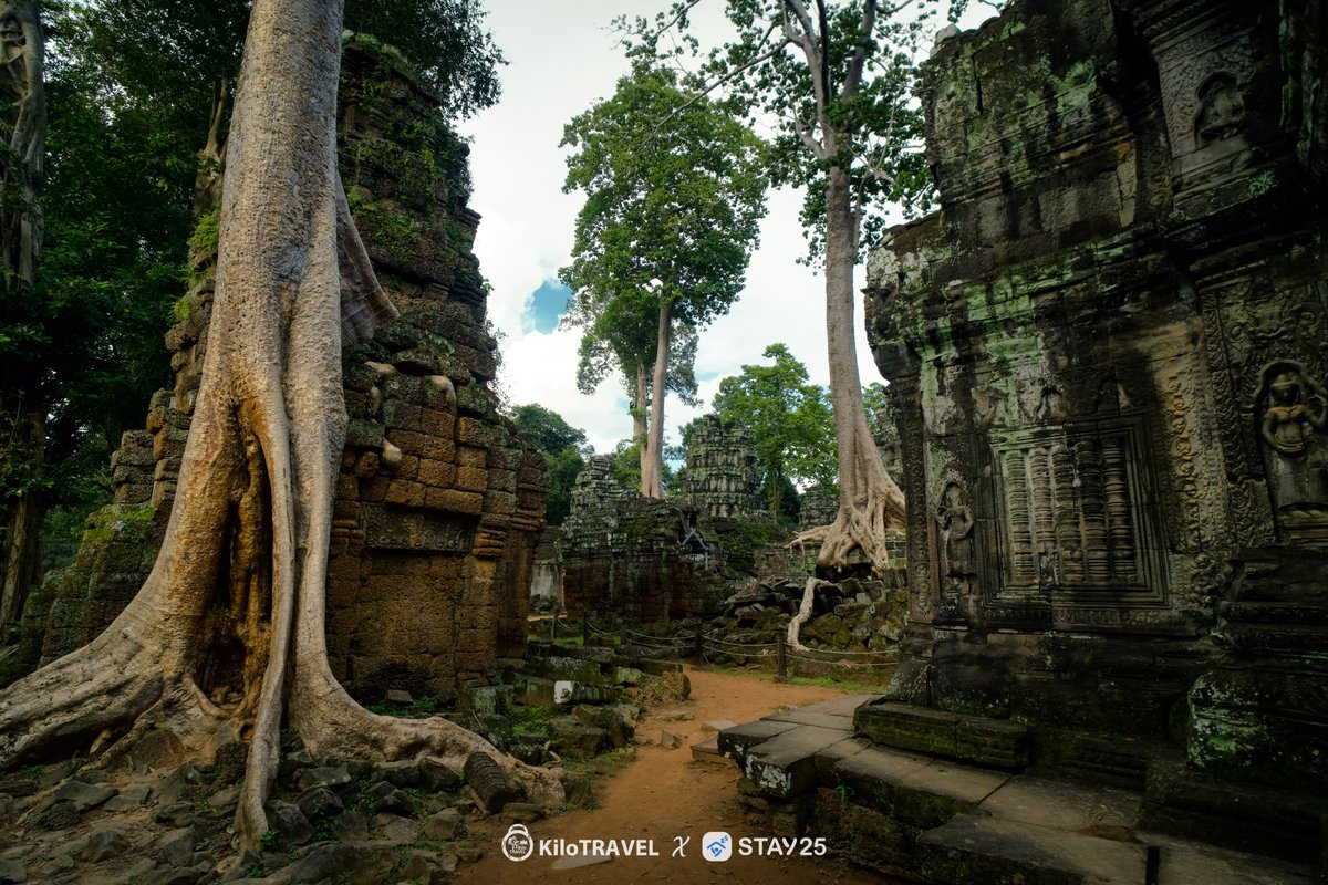 TravelKilo94308's tweet photo. ស្លែព៌ណខៀវដុះពាស់ពេញថ្មប្រាសាទតាព្រហ្ម បង្កើតបានជាទស្សនីយភាពមួយដ៏ស្រស់ស្អាតនារដូវបៃតង​📷📷​។
ផលិតដោយ៖ #KiloTRAVEL
#taprohmtemple #GreenSeason #SiemReap https://t.co/x93HuGkH8i
