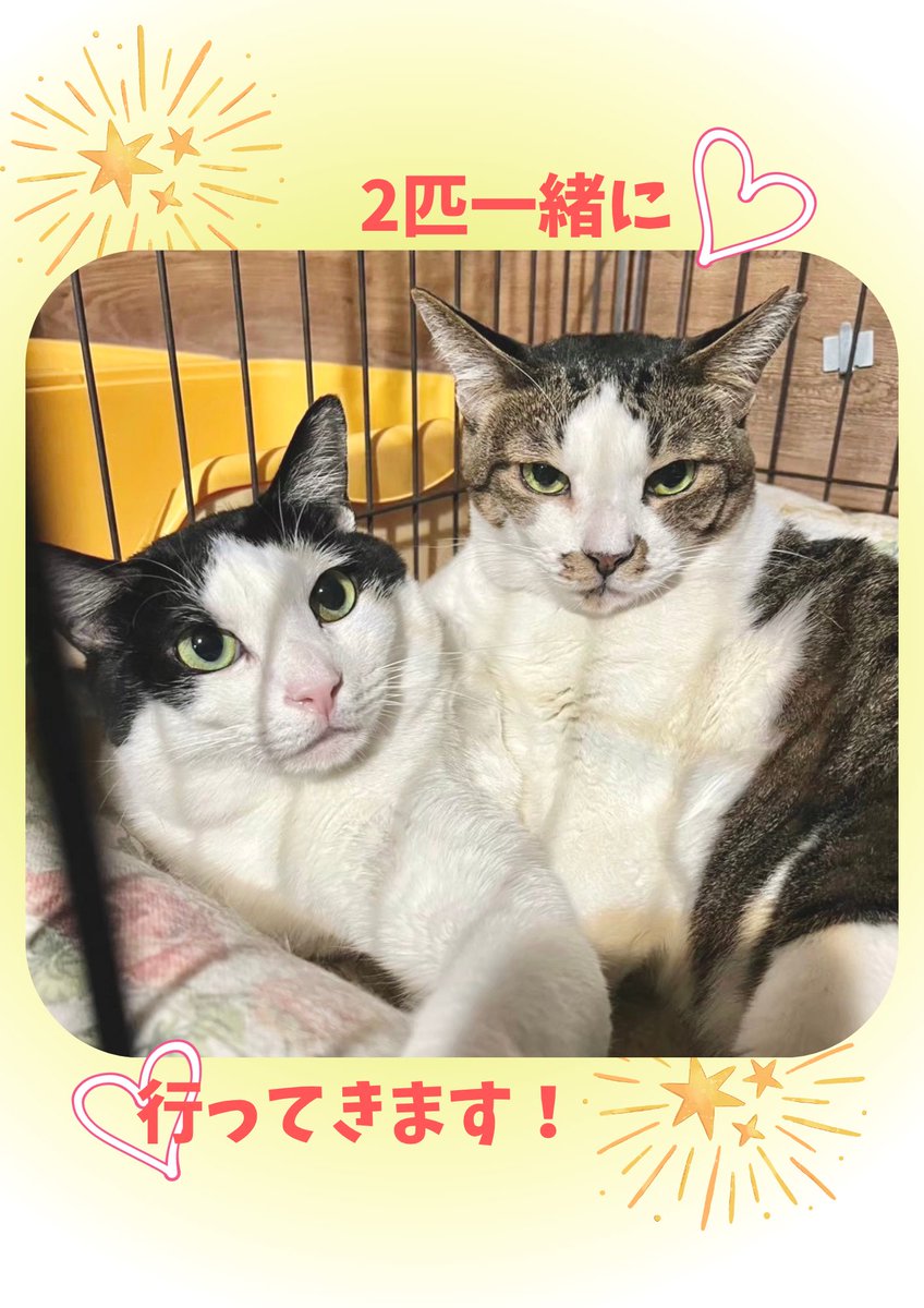 【お茶の水店】

皆さまに嬉しいご報告です🌸
✨ミーミ＆ハッチン、トライアル決定✨

甘えん坊ミーミと、人見知りハッチン。
仲良し親子が揃ってずっとのおうちへ🔆

ねこまつり期間中でお店の混雑が予想されますが、良かったら会いに来てくださいね😽💕
ご予約はこちらから
airrsv.net/neco-tokyo/cal…