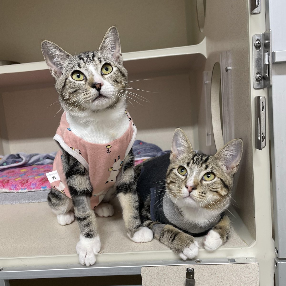 feederofcats's tweet image. Today is my birthday and all I want is for more of these cats to find loving homes! Please check out our Petfinder and if you&apos;re not looking for a kitty, please share with your friends!

📍 SF Bay Area

(only a few adoptable cats pictured, see more here: petfinder.com/search/pets-fo…)