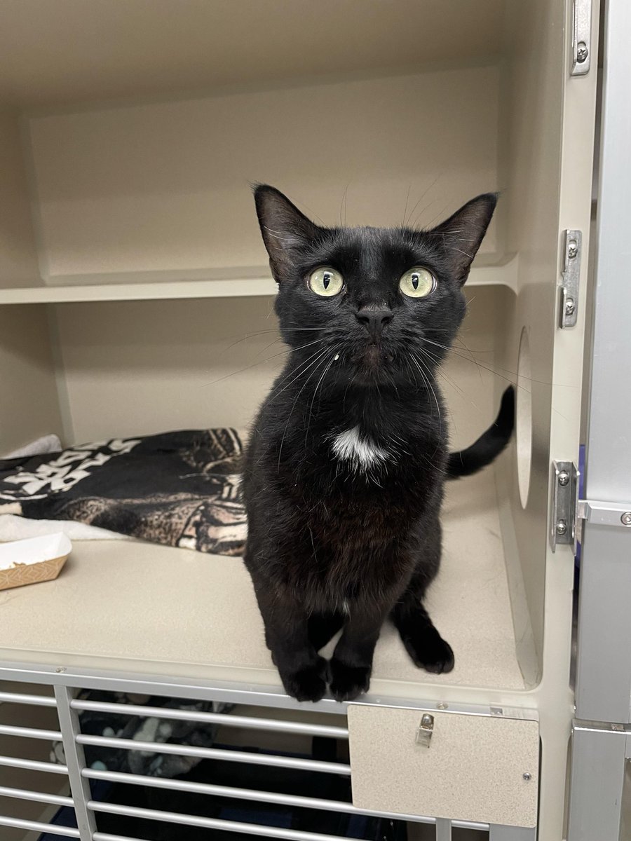 feederofcats's tweet image. Today is my birthday and all I want is for more of these cats to find loving homes! Please check out our Petfinder and if you&apos;re not looking for a kitty, please share with your friends!

📍 SF Bay Area

(only a few adoptable cats pictured, see more here: petfinder.com/search/pets-fo…)