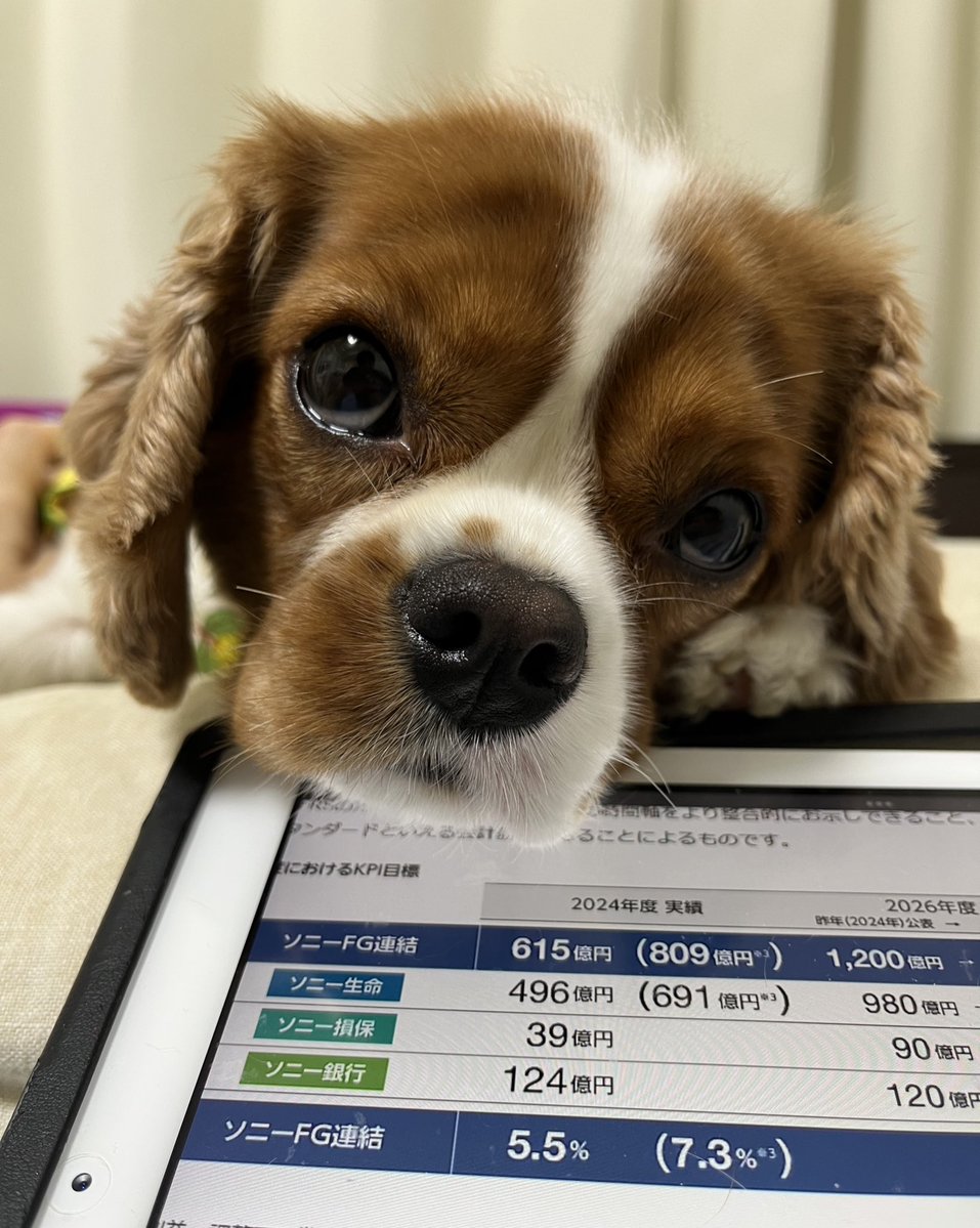 ソニーフィナンシャルの業績よりも私を見て🐶と目線で訴えられてる...🥹