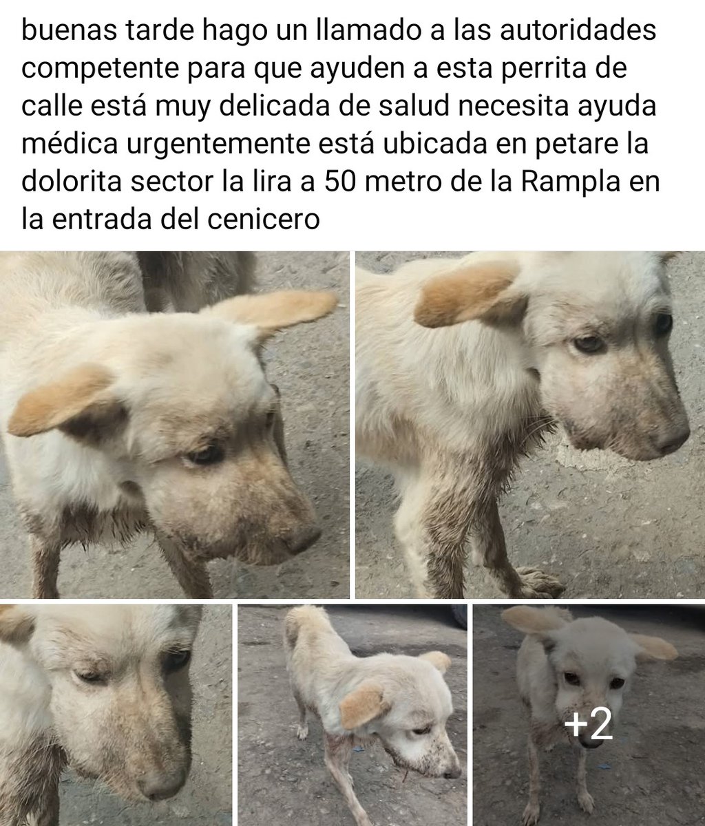 Necesita atención veterinaria URGENTEEEE