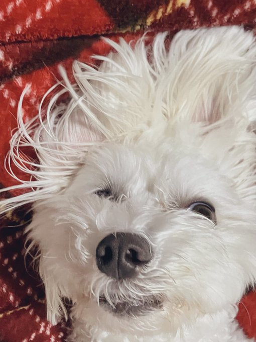 今日のかわいいいぬ ぼさぼさ 